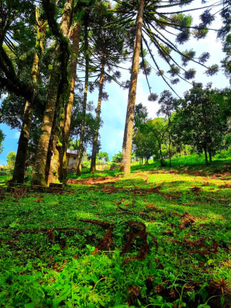 Imagem Chácara com 1 Quarto à Venda, 6.050 m² em Jardim Bela Vista - Balsa Nova Imagem Chácara com 1 Quarto à Venda, 6.050 m² em Jardim Bela Vista - Balsa Nova