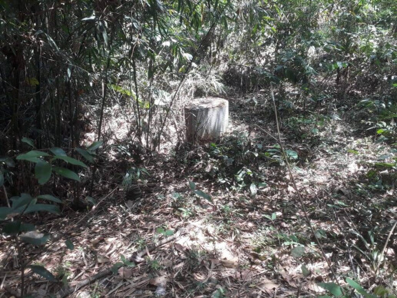 Imagem Terreno à Venda, 4.000 m² em Santa Terezinha De Minas - Itatiaiuçu Imagem Terreno à Venda, 4.000 m² em Santa Terezinha De Minas - Itatiaiuçu