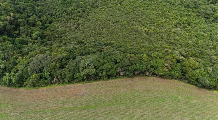 Imagem Fazenda à Venda, 242.000 m² em Rio Verde Abaixo - Araucaria Imagem Fazenda à Venda, 242.000 m² em Rio Verde Abaixo - Araucaria