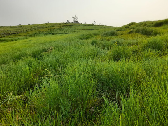 Imagem Chácara à Venda, 70.000 m² em Mariluz - Mariluz Imagem Chácara à Venda, 70.000 m² em Mariluz - Mariluz