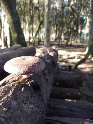 Imagem Imóvel com 7 Quartos à Venda, 32.000 m² em Centro - Tijucas Do Sul