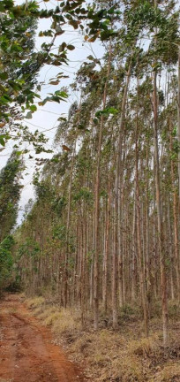 Imagem Chácara à Venda, 20.000 m² em Ponte Alta - Avaré Imagem Chácara à Venda, 20.000 m² em Ponte Alta - Avaré