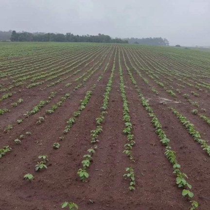 Imagem Chácara à Venda, 24 m² em Rural - Itatinga Imagem Chácara à Venda, 24 m² em Rural - Itatinga