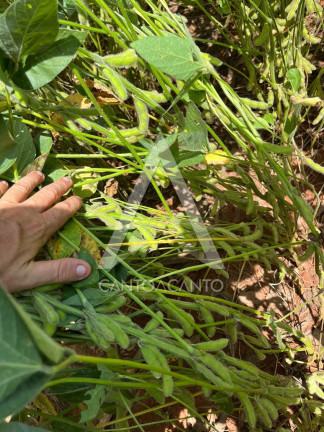 Imagem Imóvel à Venda, 162 m² em Zona Rural - Tapurah Imagem Imóvel à Venda, 162 m² em Zona Rural - Tapurah