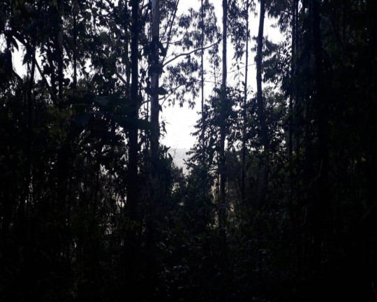 Imagem Imóvel à Venda, em Linha Olinda - Nova Petrópolis Imagem Imóvel à Venda, em Linha Olinda - Nova Petrópolis