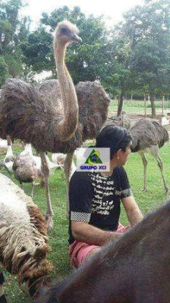 Imagem Fazenda à Venda, 60.000 m² em Centro - Sorocaba