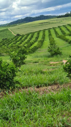 Imagem Fazenda à Venda, 181 m² em Rural - Araraquara Imagem Fazenda à Venda, 181 m² em Rural - Araraquara