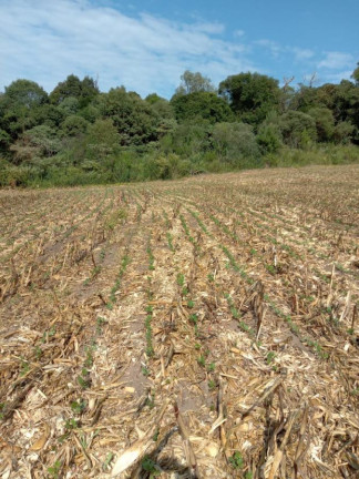Imagem Chácara com 3 Quartos à Venda, 130.000 m² em Cantagalo - Antônio Olinto
