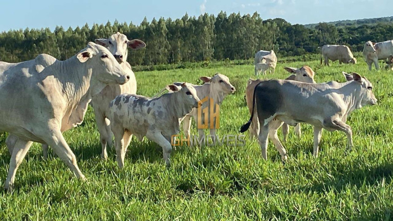 Imagem Fazenda à Venda, 4.017.000 m² em Assentamento  - Ribeirão Cascalheira