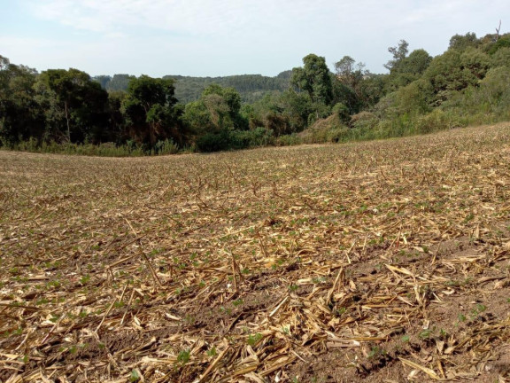 Imagem Imóvel com 3 Quartos à Venda, 130.000 m² em Cantagalo - Antônio Olinto
