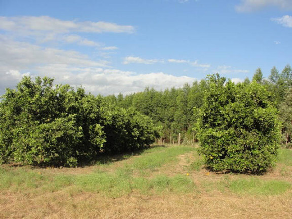 Imagem Fazenda à Venda, 41.140.000 m² em Zona Rural - Angatuba Imagem Fazenda à Venda, 41.140.000 m² em Zona Rural - Angatuba
