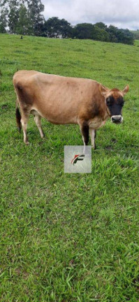 Imagem Fazenda à Venda, 1.149.500 m² em Bairro Rural - Manoel Ribas Imagem Fazenda à Venda, 1.149.500 m² em Bairro Rural - Manoel Ribas