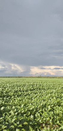 Imagem Fazenda à Venda, 2.850 m² em Alto Araguaia Imagem Fazenda à Venda, 2.850 m² em Alto Araguaia