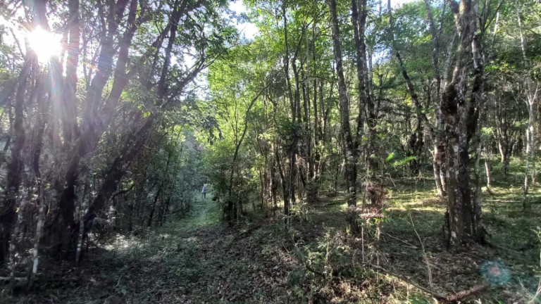 Imagem Imóvel com 3 Quartos à Venda, 11 m² em Olaria - Bocaiúva Do Sul