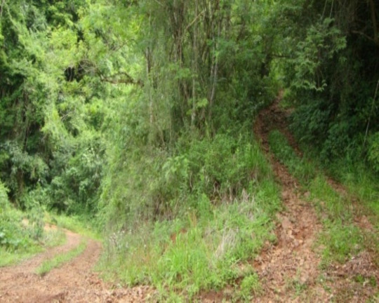 Imagem Terreno à Venda, 6 m² em Fazenda Pirajá - Nova Petrópolis Imagem Terreno à Venda, 6 m² em Fazenda Pirajá - Nova Petrópolis