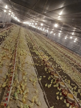 Imagem Imóvel com 3 Quartos à Venda, 150 m² em Zona Rural - Nova Mutum Imagem Imóvel com 3 Quartos à Venda, 150 m² em Zona Rural - Nova Mutum
