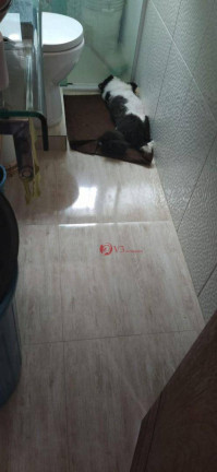 Imagem Apartamento com 2 Quartos à Venda, 48 m² em Conjunto Residencial José Bonifácio - São Paulo Imagem Apartamento com 2 Quartos à Venda, 48 m² em Conjunto Residencial José Bonifácio - São Paulo