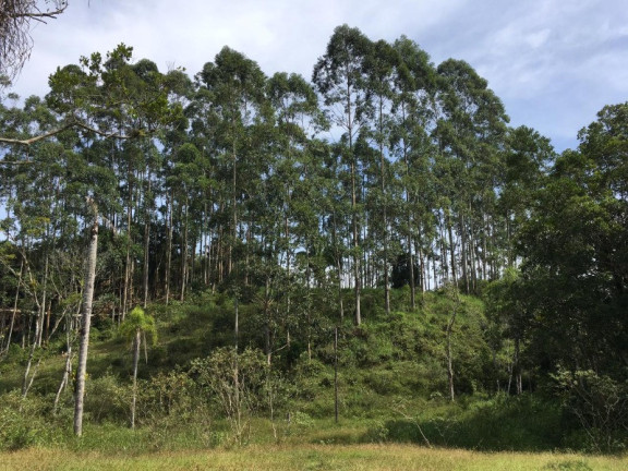 Imagem Chácara à Venda, 51.000 m² em Rio Do Meio - Camboriu Imagem Chácara à Venda, 51.000 m² em Rio Do Meio - Camboriu