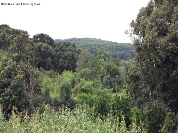 Terreno à Venda, 4.606 m² em Pinhal Alto - Nova Petrópolis