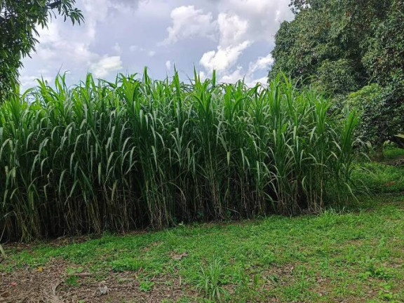 Imagem Chácara com 3 Quartos à Venda, 50.000 m² em Centro - Luziânia