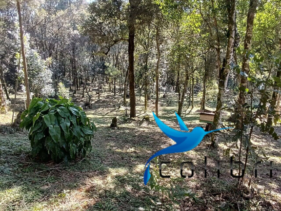 Imagem Chácara com 2 Quartos à Venda, 6.000 m² em Palmital - Agudos Do Sul
