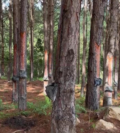Imagem Imóvel com 12 Quartos à Venda, 24.200.000 m² em Jardim Europa - Itapeva Imagem Imóvel com 12 Quartos à Venda, 24.200.000 m² em Jardim Europa - Itapeva