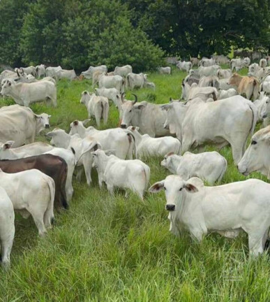 Imagem Fazenda à Venda, 259 m² em Centro - Lorena Imagem Fazenda à Venda, 259 m² em Centro - Lorena