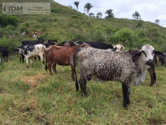 Imagem Chácara à Venda, 3.940.000 m² em Centro - Gandu Imagem Chácara à Venda, 3.940.000 m² em Centro - Gandu