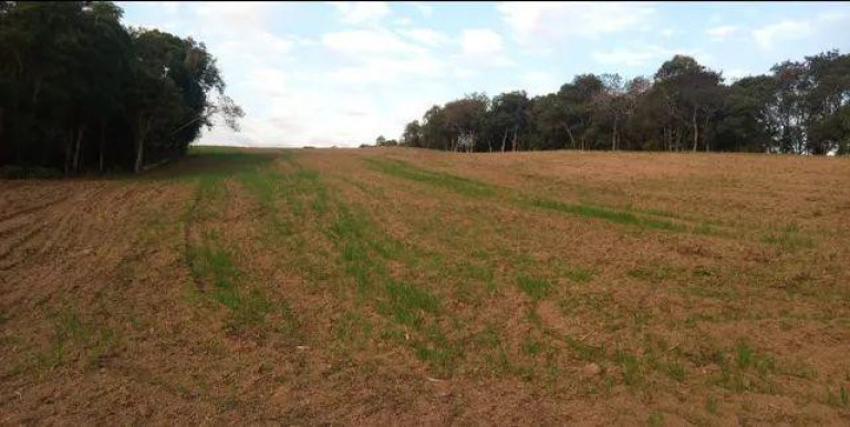 Imagem Imóvel com 3 Quartos à Venda, 47.000 m² em Centro - Campo Largo