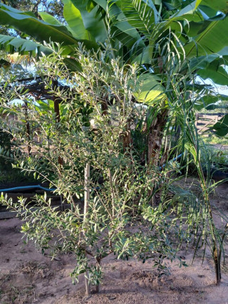Imagem Chácara à Venda, 35 m² em Arapongas