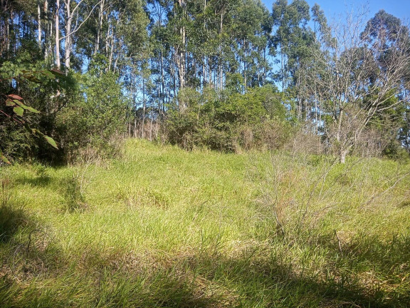 Imagem Chácara à Venda, 29.000 m² em Pimenta - Viamão Imagem Chácara à Venda, 29.000 m² em Pimenta - Viamão