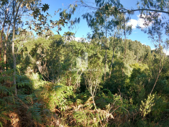 Imagem Terreno à Venda, 10.000 m² em São Cristovão - Flores Da Cunha Imagem Terreno à Venda, 10.000 m² em São Cristovão - Flores Da Cunha