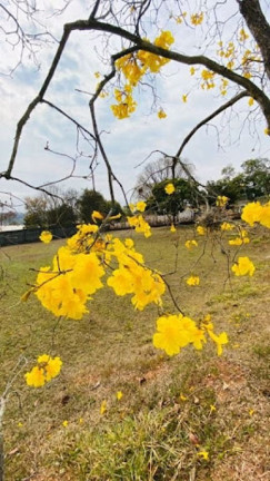 Imagem Terreno à Venda, 2.059 m² em Jardim Estância Brasil - Atibaia Imagem Terreno à Venda, 2.059 m² em Jardim Estância Brasil - Atibaia