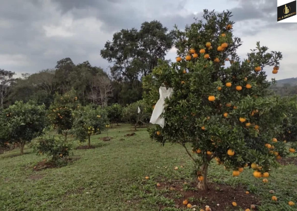 Imagem Imóvel com 4 Quartos à Venda, 46.000 m² em Freguesia Dos Laras - Campo Magro