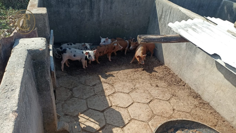 Imagem Chácara com 3 Quartos à Venda, 300 m² em Lageado - Paraibuna Imagem Chácara com 3 Quartos à Venda, 300 m² em Lageado - Paraibuna