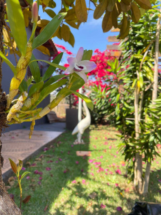 Imagem Chácara com 2 Quartos à Venda, 450 m² em Arapongas Imagem Chácara com 2 Quartos à Venda, 450 m² em Arapongas