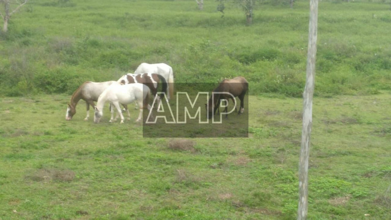 Imagem Imóvel com 4 Quartos à Venda, 180.000 m² em Não Informado - Não Informado Imagem Imóvel com 4 Quartos à Venda, 180.000 m² em Não Informado - Não Informado