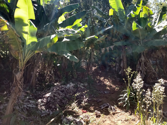 Imagem Imóvel com 2 Quartos à Venda, 2.100 m² em Bairro Roseira (rural) - Campestre