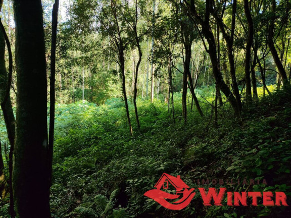 Imagem Chácara à Venda, 28 m² em Mambuí - Bom Princípio Imagem Chácara à Venda, 28 m² em Mambuí - Bom Princípio