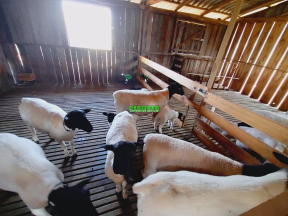 Imóvel com 1 Quarto à Venda, 60 m² em Zona Rural - São Pedro Do Sul
