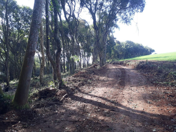Imagem Chácara à Venda, 1 m² em Colônia Balbino Cunha - Campo Largo Imagem Chácara à Venda, 1 m² em Colônia Balbino Cunha - Campo Largo