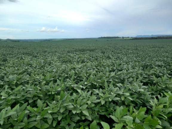 Fazenda à Venda,  em Zona Rural - Caiapônia