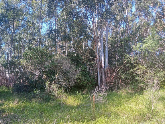 Imagem Chácara à Venda, 29.000 m² em Pimenta - Viamão Imagem Chácara à Venda, 29.000 m² em Pimenta - Viamão