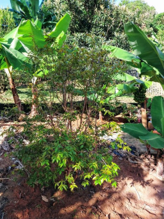 Imagem Imóvel com 3 Quartos à Venda, 200 m² em Chácara Recreio Floresta - Jaguariúna