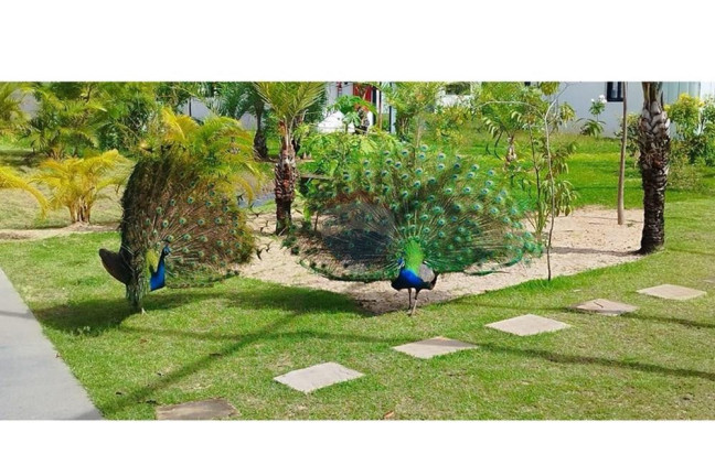 Imagem Apartamento com 1 Quarto para Alugar, 41 m² em Mata De São João - Mata De São João