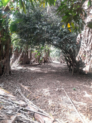 Chácara com 2 Quartos à Venda, 5.500 m² em Vila Saltinho - Campinas