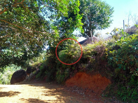 Imagem Terreno à Venda, 800 m² em Bonete - Ilhabela Imagem Terreno à Venda, 800 m² em Bonete - Ilhabela