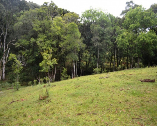 Imagem Imóvel à Venda,  em Linha Imperial - Nova Petrópolis