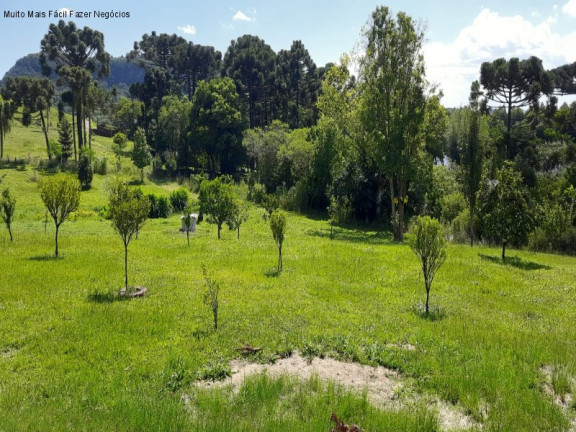 Imagem Imóvel com 4 Quartos à Venda, 300 m² em Pinhal Alto - Nova Petrópolis