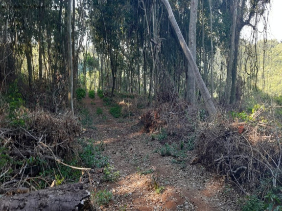 Imagem Terreno à Venda, 13.823 m² em Linha Olinda - Nova Petrópolis Imagem Terreno à Venda, 13.823 m² em Linha Olinda - Nova Petrópolis